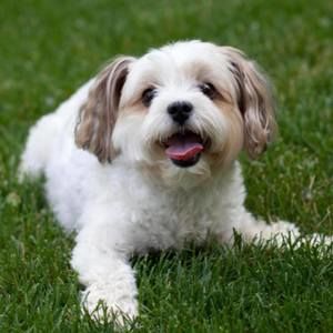 Meet your Posher, Jenny